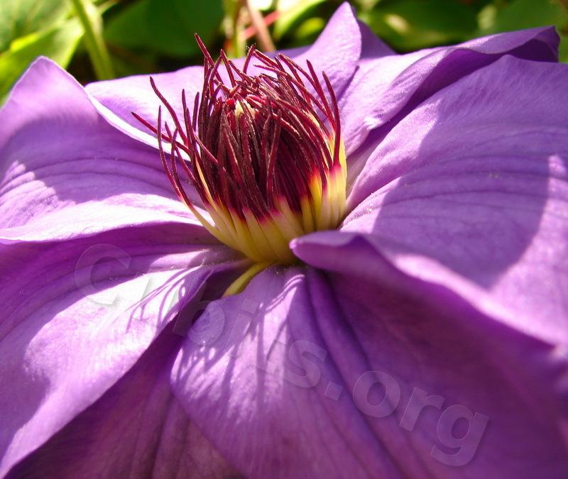 Photo of Clematis 'Ramona' uploaded by victor
