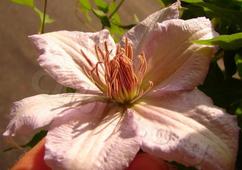 Photo of Clematis (Clematis viticella 'Marmori') uploaded by victor