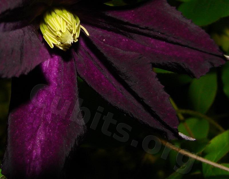 Photo of Clematis (Clematis viticella Galore™) uploaded by victor
