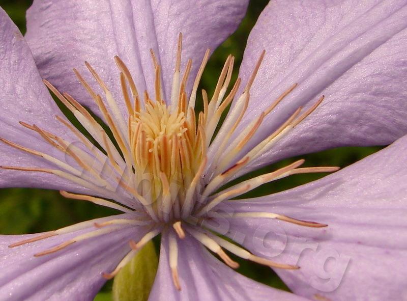Photo of Clematis 'Mrs. Cholmondeley' uploaded by victor