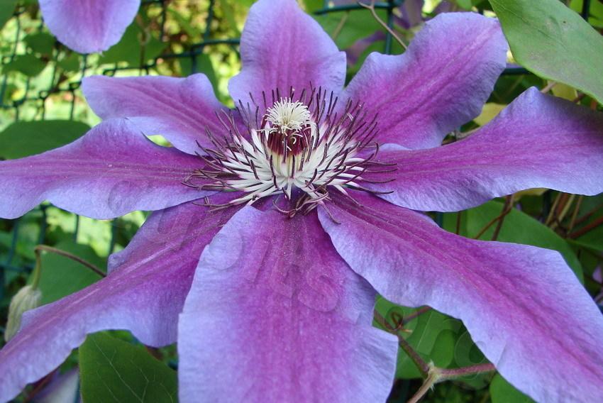 Photo of Clematis 'Fireworks' uploaded by victor