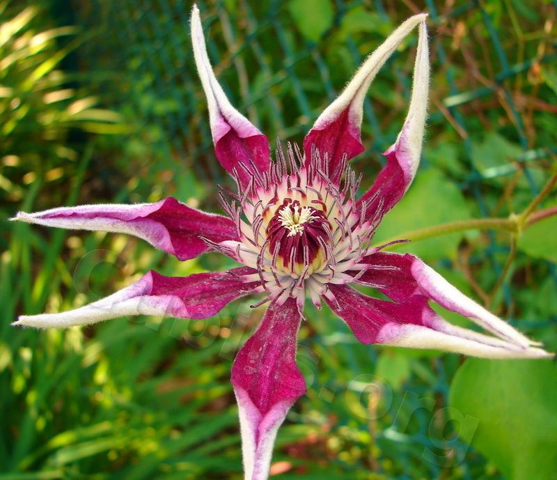 Photo of Clematis 'Fireworks' uploaded by victor