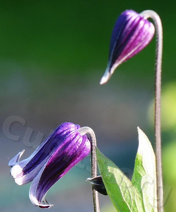 Photo of Clematis 'Roguchi' uploaded by victor