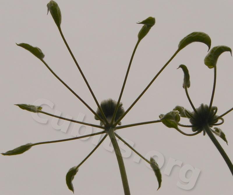 Photo of Clematis 'Duchess of Edinburgh' uploaded by victor