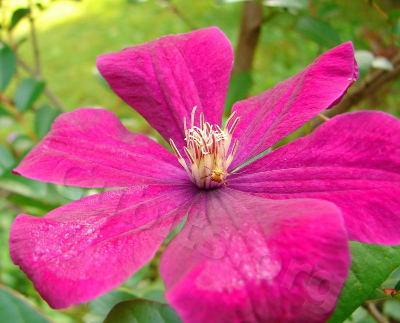 Photo of Clematis 'Rouge Cardinal' uploaded by victor