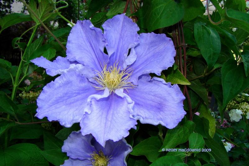 Photo of Clematis 'Will Goodwin' uploaded by Kell