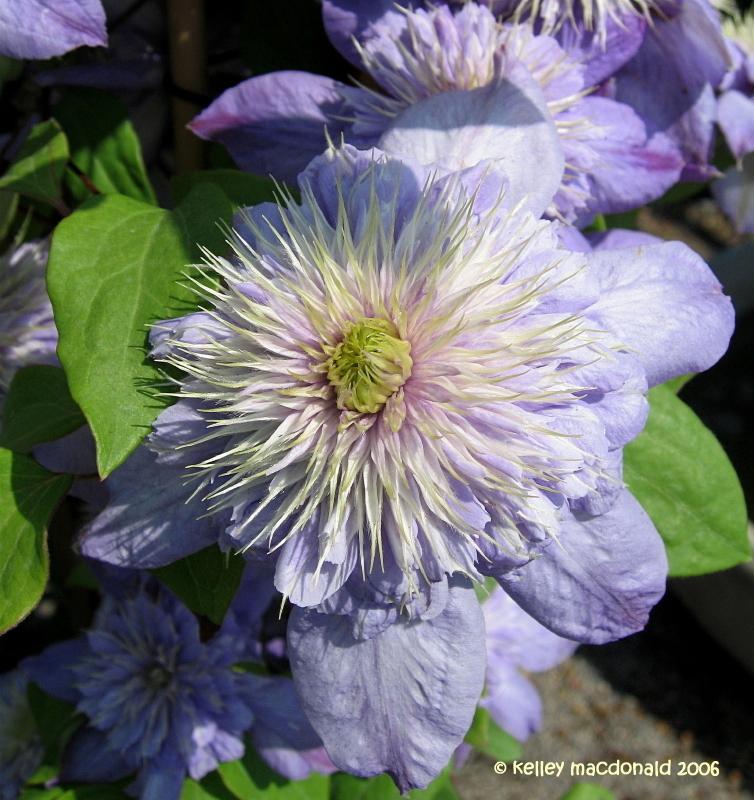 Photo of Clematis Blue Light™ uploaded by Kell