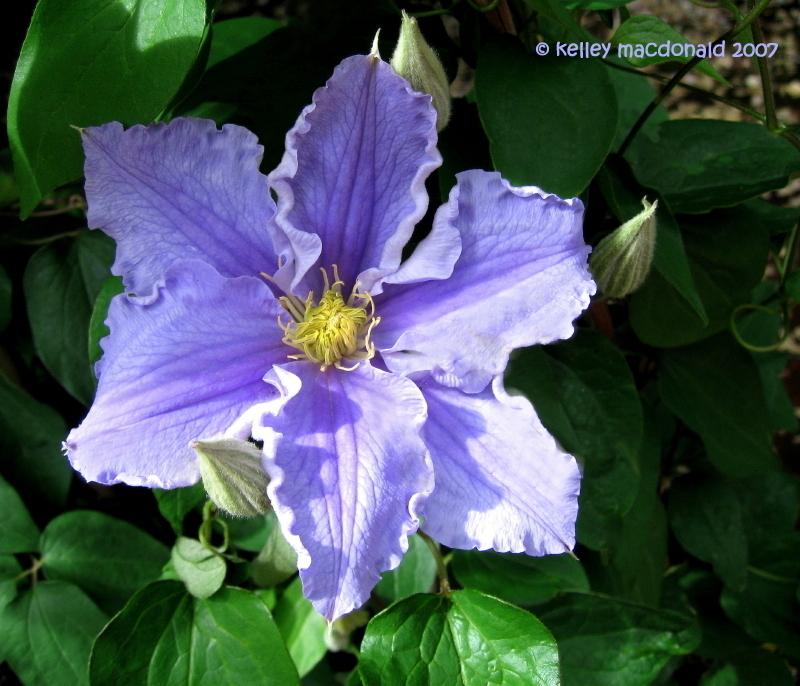 Photo of Clematis 'Will Goodwin' uploaded by Kell