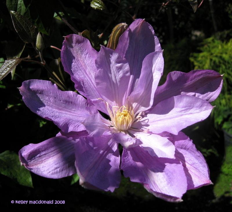 Photo of Clematis 'Proteus' uploaded by Kell