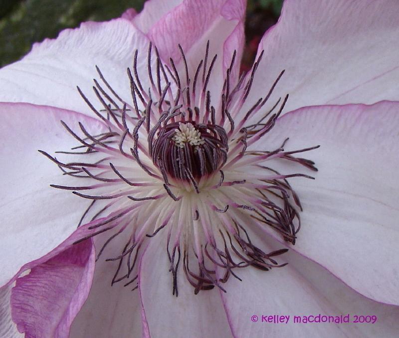 Photo of Clematis 'Omoshiro' uploaded by Kell