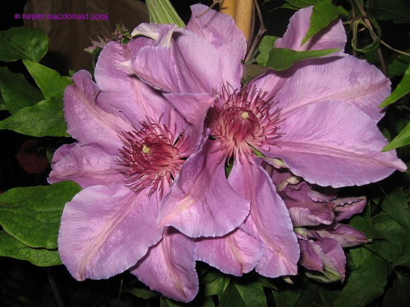 Photo of Clematis 'Ruby Glow' uploaded by Kell