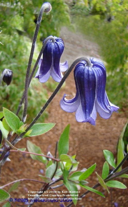 Photo of Clematis 'Roguchi' uploaded by Kell