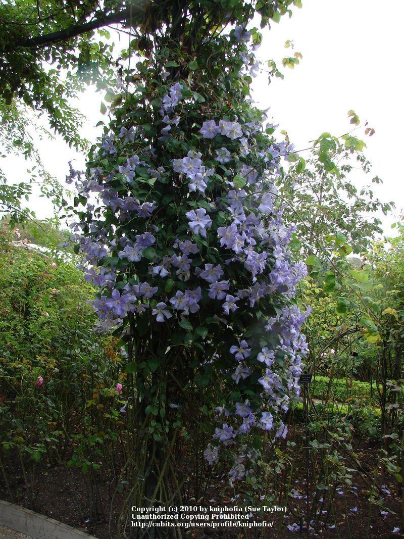 Photo of Clematis 'Perle d'Azur' uploaded by kniphofia