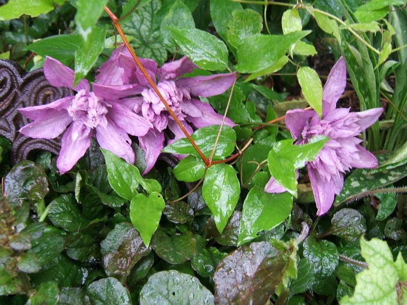 Photo of Clematis 'Proteus' uploaded by pirl