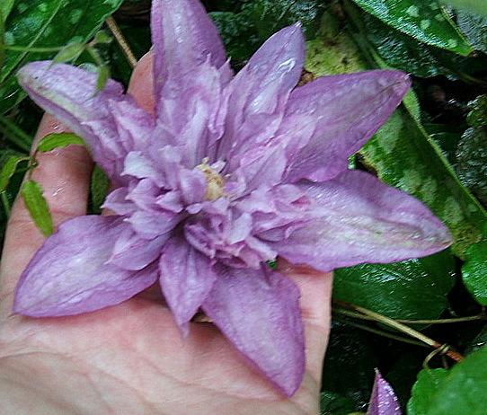 Photo of Clematis 'Proteus' uploaded by pirl