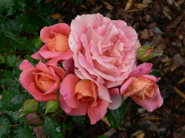 Photo of Rose (Rosa 'Disneyland Rose') uploaded by Mike