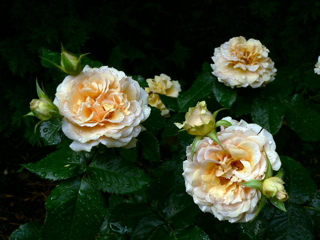 Photo of Floribunda Rose (Rosa 'Amber Queen') uploaded by Mike