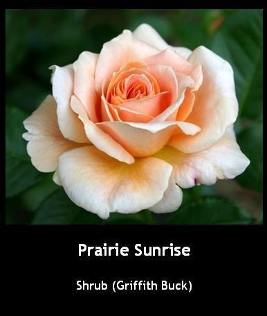 Photo of Rose (Rosa 'Prairie Sunrise') uploaded by Mike