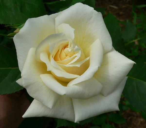 Photo of Rose (Rosa 'Prairie Harvest') uploaded by Mike