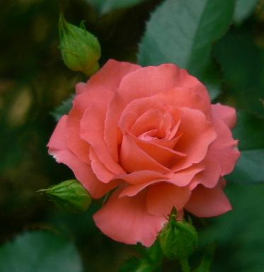 Photo of Rose (Rosa 'Marmalade Skies') uploaded by Mike