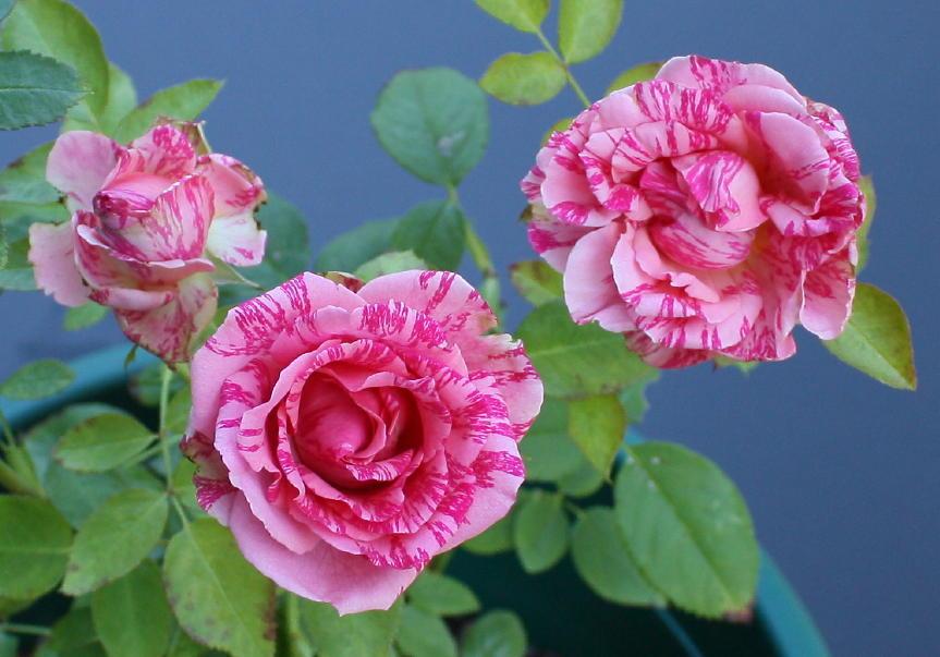 Photo of Rose (Rosa 'Pink Intuition') uploaded by Mike