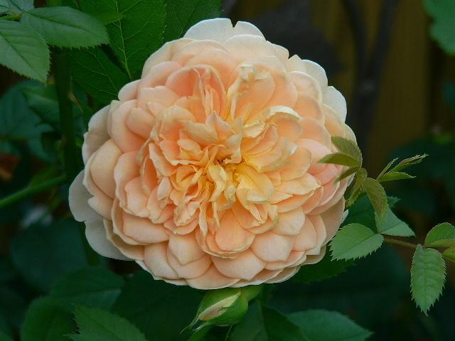 Photo of Rose (Rosa 'Golden Celebration') uploaded by Mike