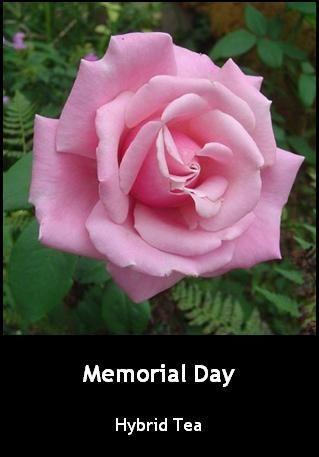 Photo of Rose (Rosa 'Memorial Day') uploaded by Mike