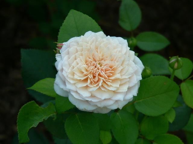 Photo of Rose (Rosa 'English Garden') uploaded by Mike