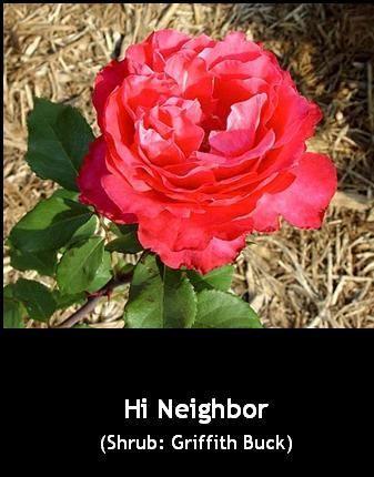 Photo of Rose (Rosa 'Hi Neighbor') uploaded by Mike