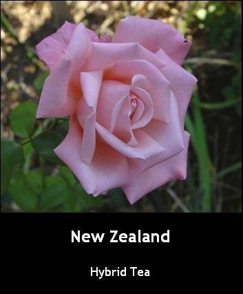 Photo of Rose (Rosa 'New Zealand') uploaded by Mike