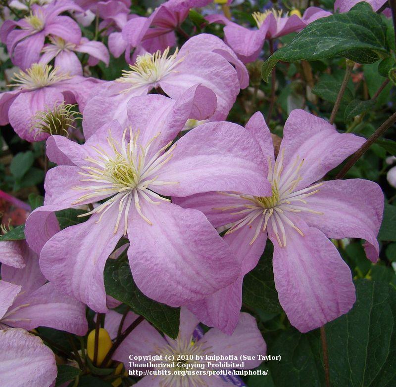 Photo of Clematis 'Comtesse de Bouchaud' uploaded by kniphofia