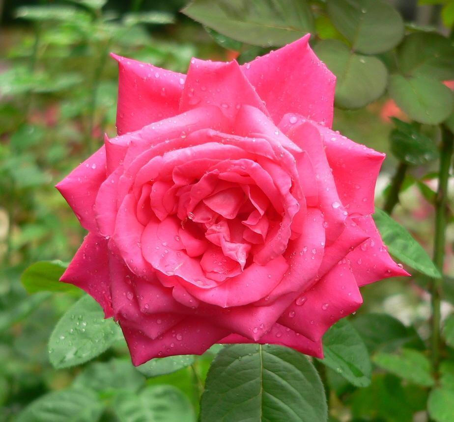 Photo of Rose (Rosa 'Miss All-American Beauty') uploaded by Mike