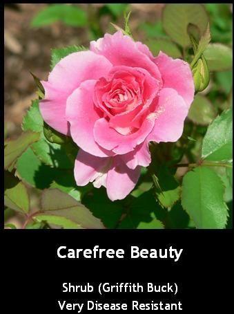 Photo of Rose (Rosa 'Carefree Beauty') uploaded by Mike
