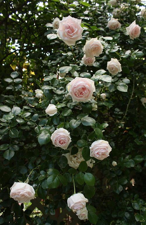 Photo of Rose (Rosa 'New Dawn') uploaded by Mike
