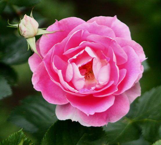Photo of Rose (Rosa 'Country Dancer') uploaded by Mike