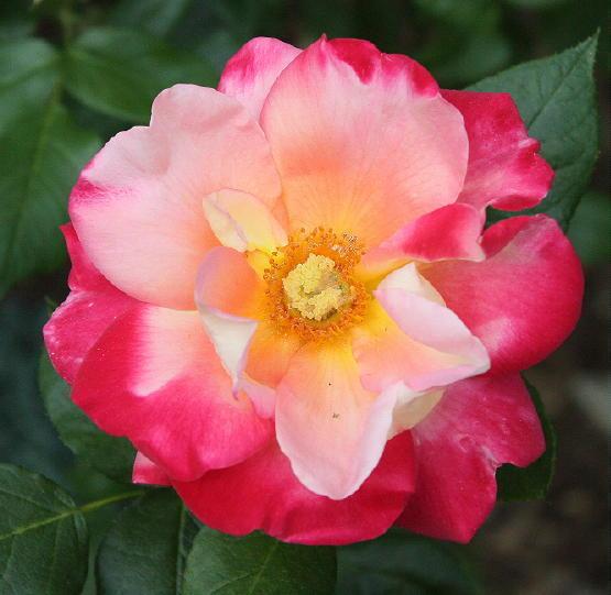 Photo of Rose (Rosa 'Red Gold') uploaded by Mike