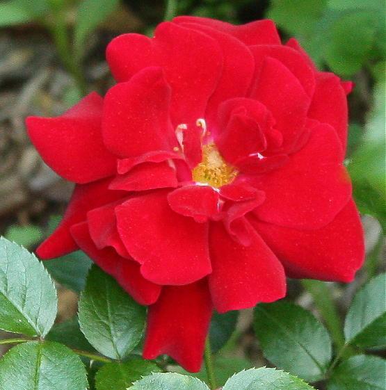 Photo of Rose (Rosa 'Red Ribbons') uploaded by Mike