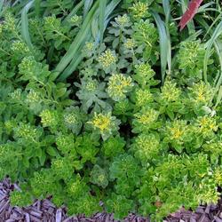 
Here Sedum Takesimense is just about to bloom.  Flowers are yello
