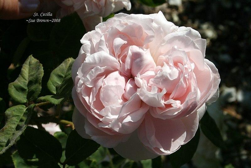 Photo of Rose (Rosa 'St. Cecilia') uploaded by Calif_Sue