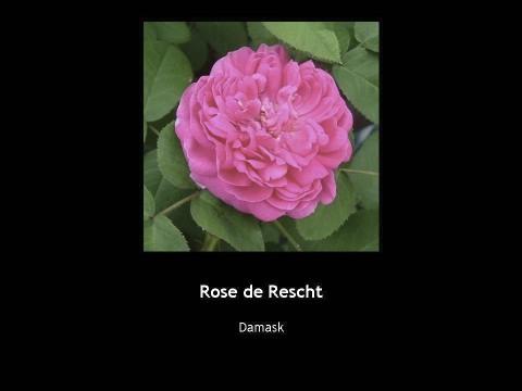 Photo of Portland Rose (Rosa 'Rose de Rescht') uploaded by Mike