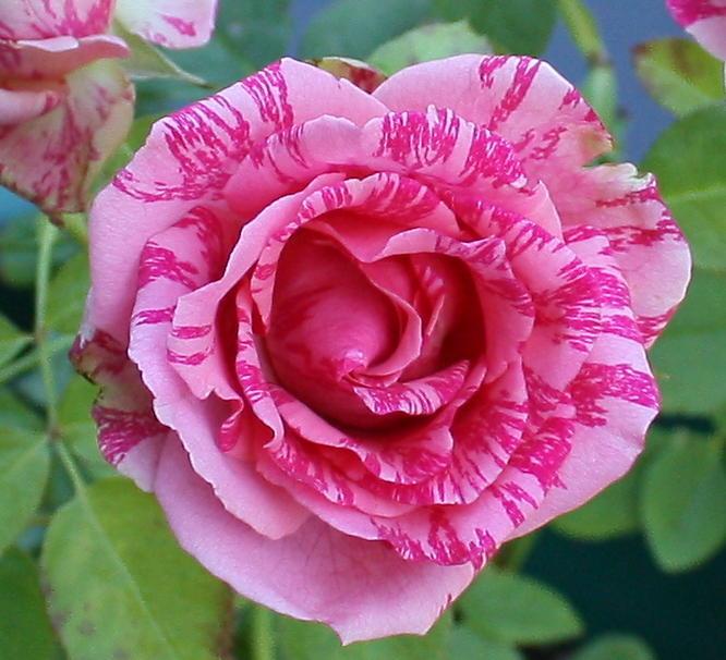 Photo of Rose (Rosa 'Pink Intuition') uploaded by Mike