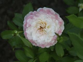 Photo of Rose (Rosa 'Titanic') uploaded by Mike