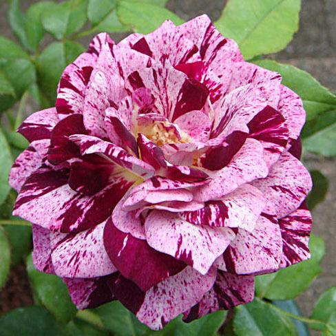 Photo of Rose (Rosa 'Purple Tiger') uploaded by Mike