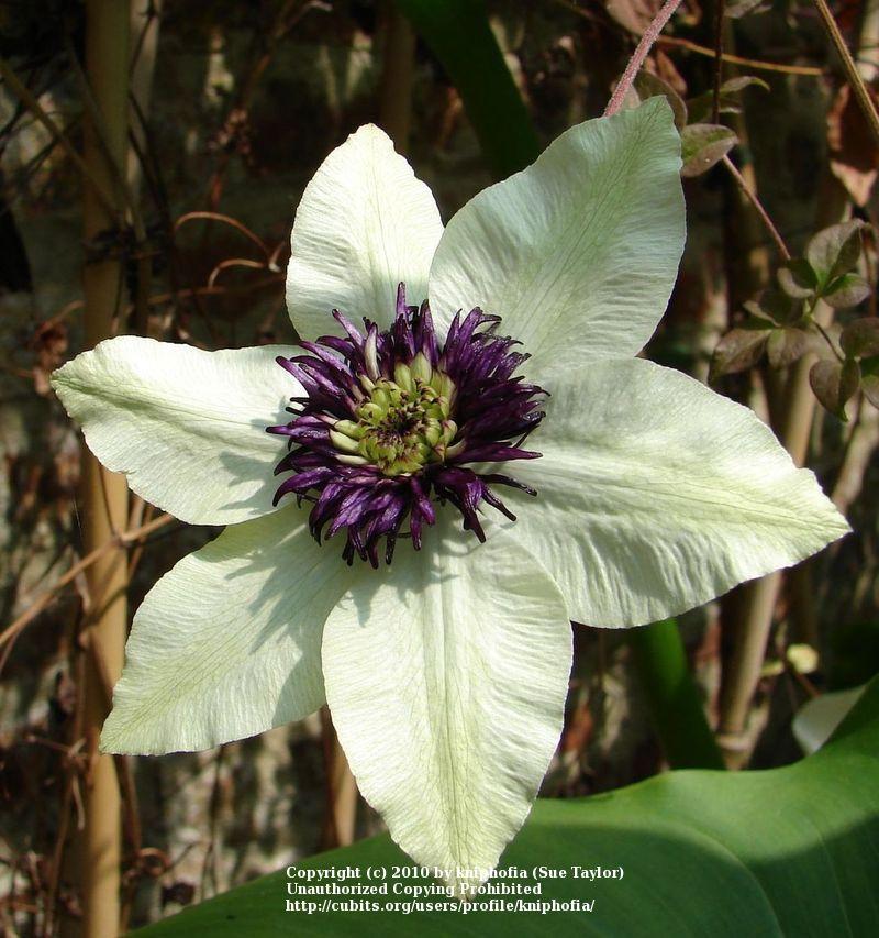 Photo of Clematis (Clematis florida 'Sieboldii') uploaded by kniphofia