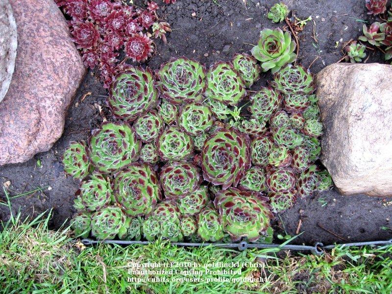 Photo of Hen and Chicks (Sempervivum 'Hester') uploaded by goldfinch4
