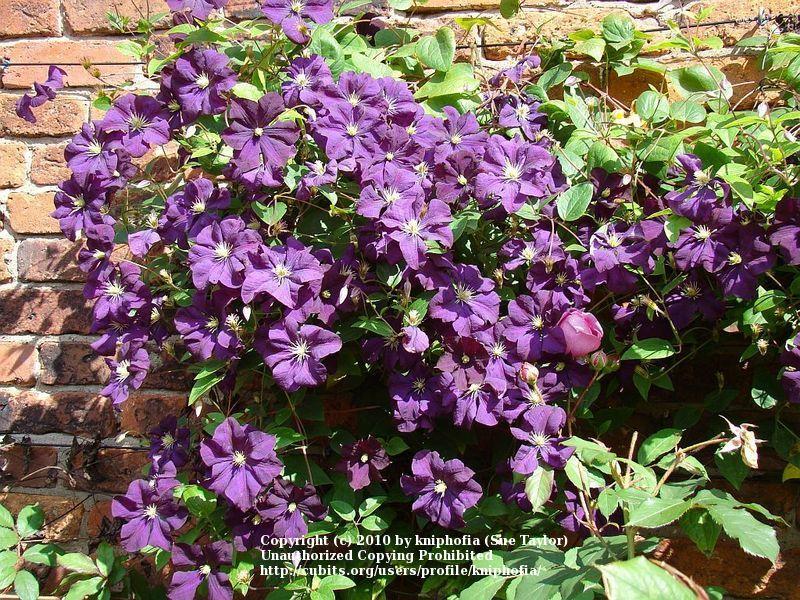 Photo of Clematis (Clematis viticella 'Etoile Violette') uploaded by kniphofia