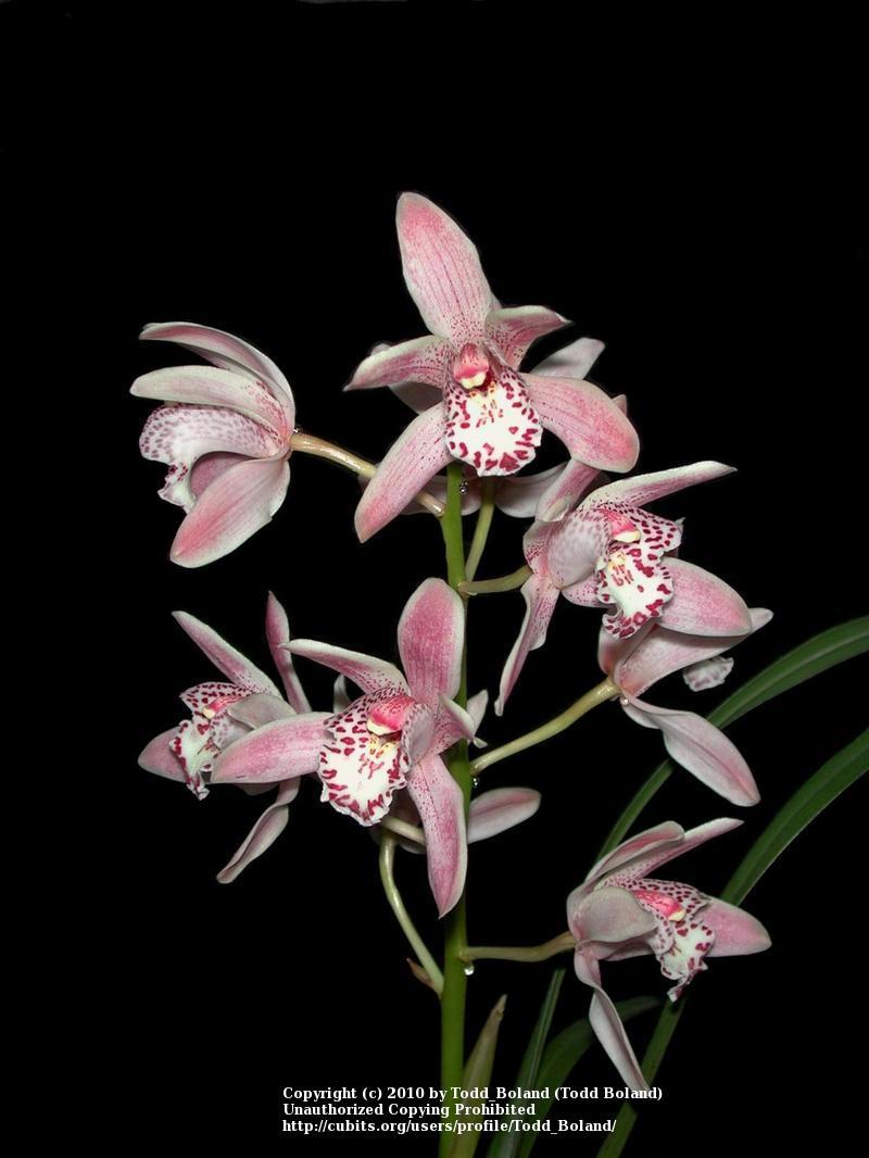 Photo of Orchid (Cymbidium Lancelot) uploaded by Todd_Boland