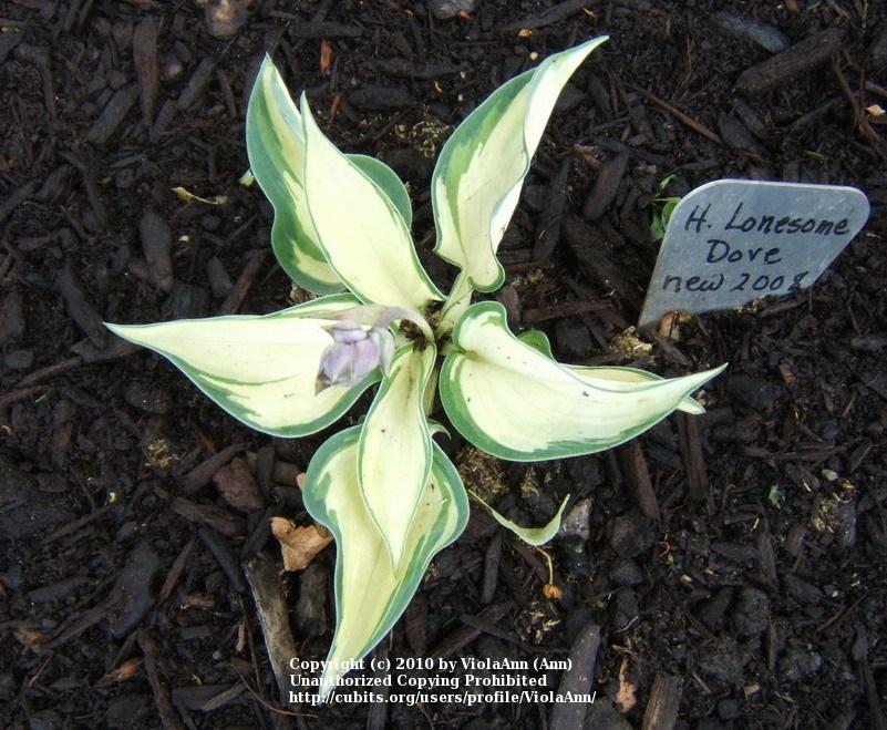 Photo of Hosta 'Lonesome Dove' uploaded by ViolaAnn