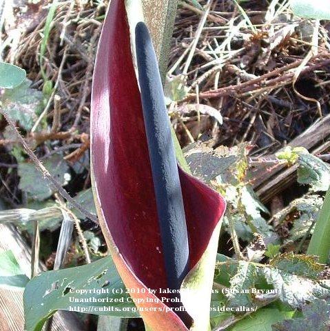 Photo of Arums (Arum) uploaded by lakesidecallas