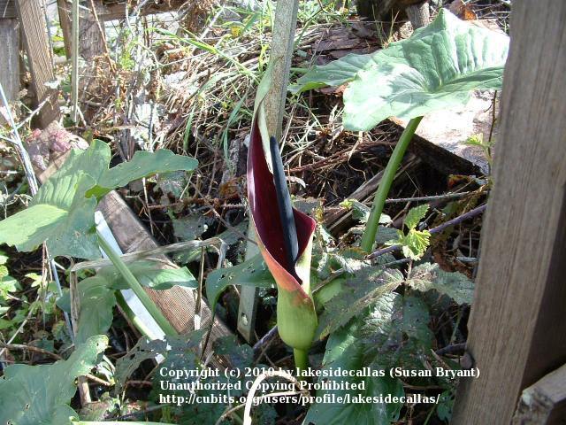 Photo of Arums (Arum) uploaded by lakesidecallas